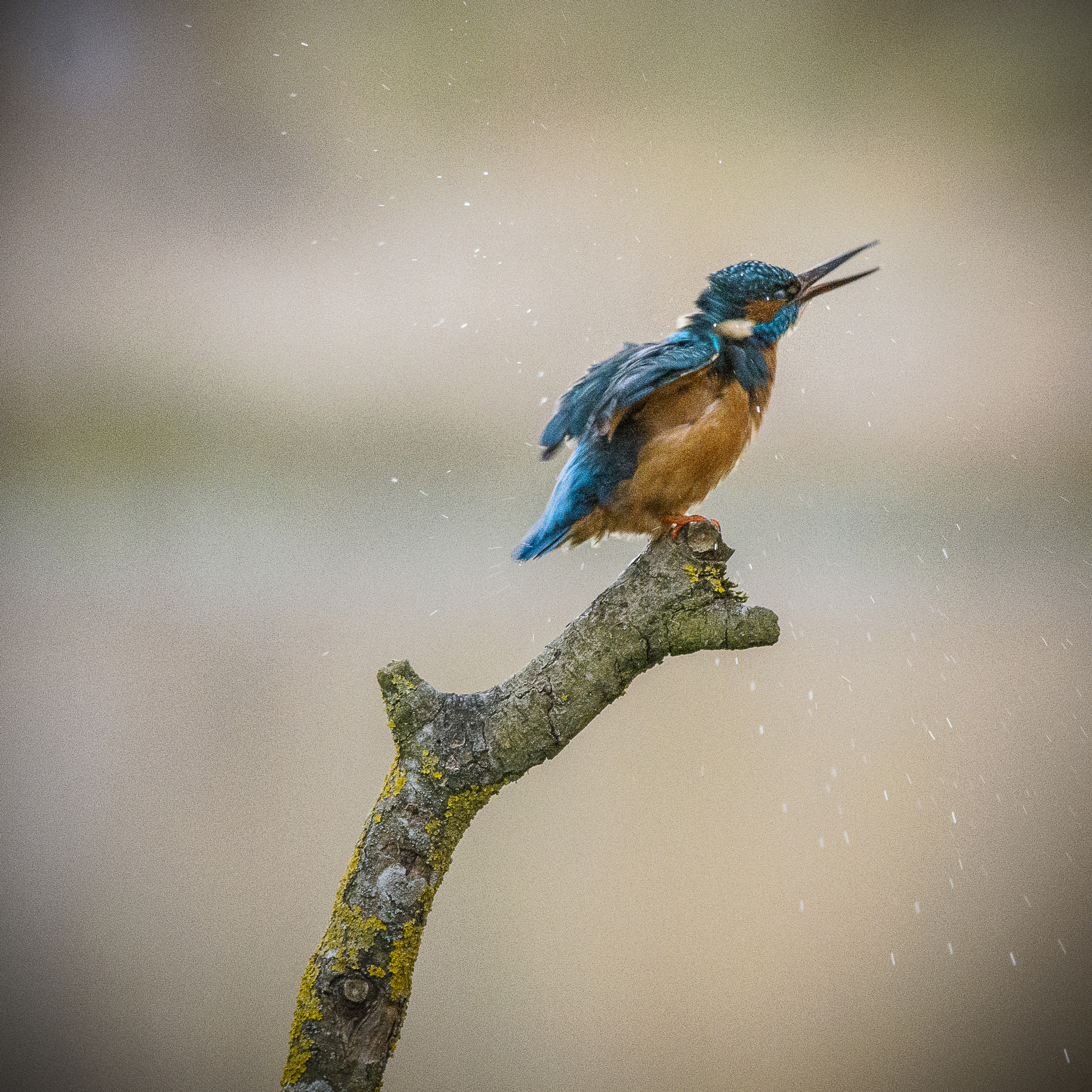 Sigma 150-600mm F5-6.3 DG OS HSM | S sample photo. Kingfisher photography