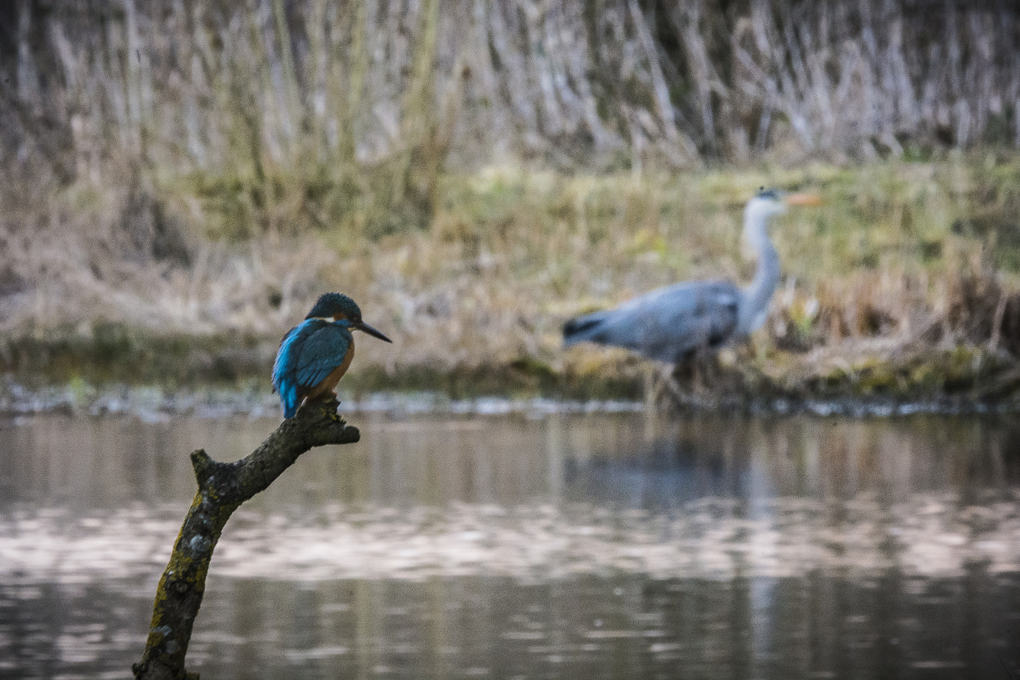 Nikon D7100 sample photo. Kingfisher photography