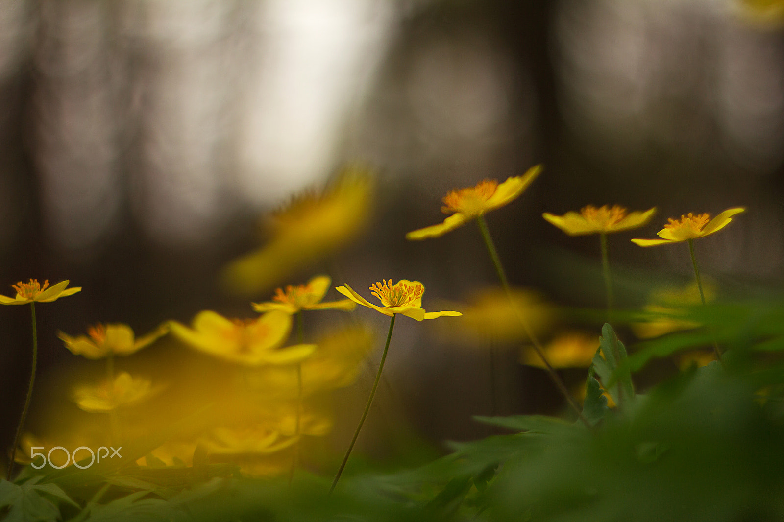 Canon EF 35-80mm f/4-5.6 sample photo. 2016-04-25 13-47-51.jpg photography