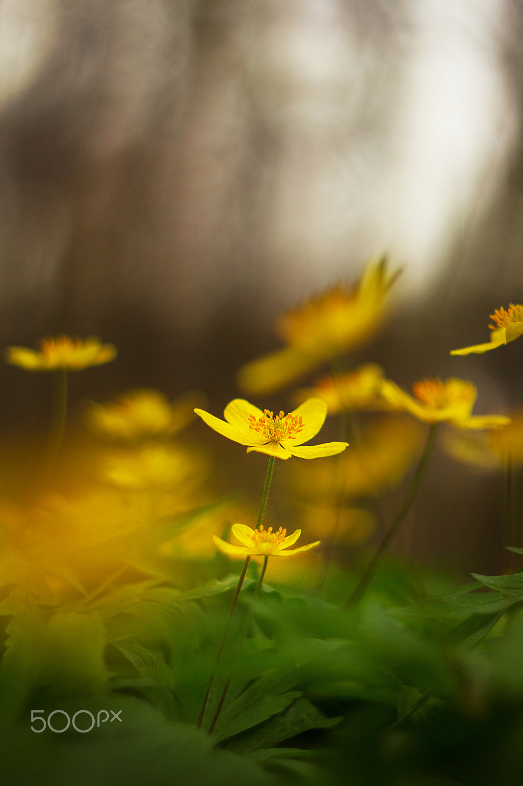 Canon EF 35-80mm f/4-5.6 sample photo. 2016-04-25 13-44-32.jpg photography