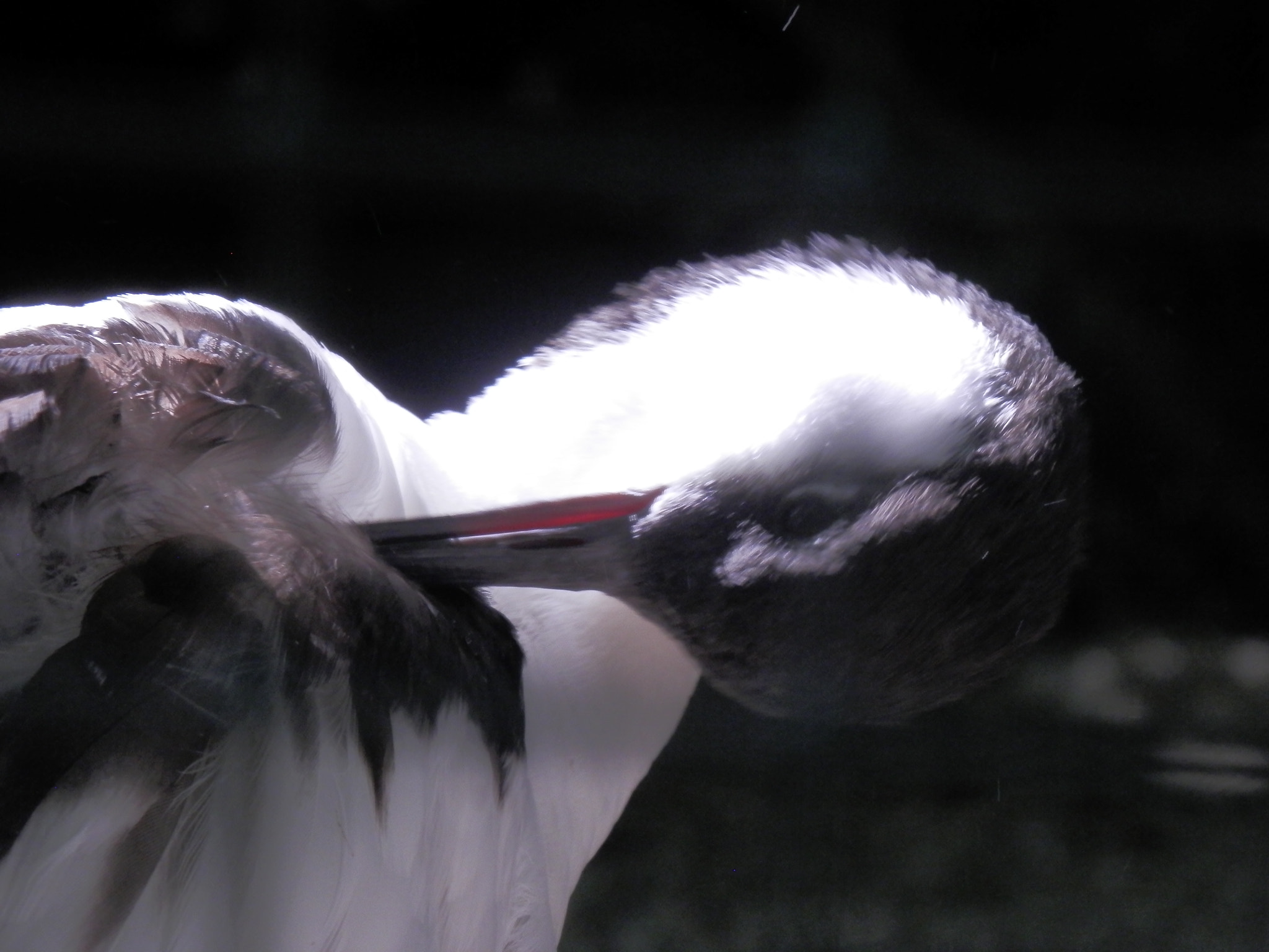 Olympus SZ-14 sample photo. Bird photography