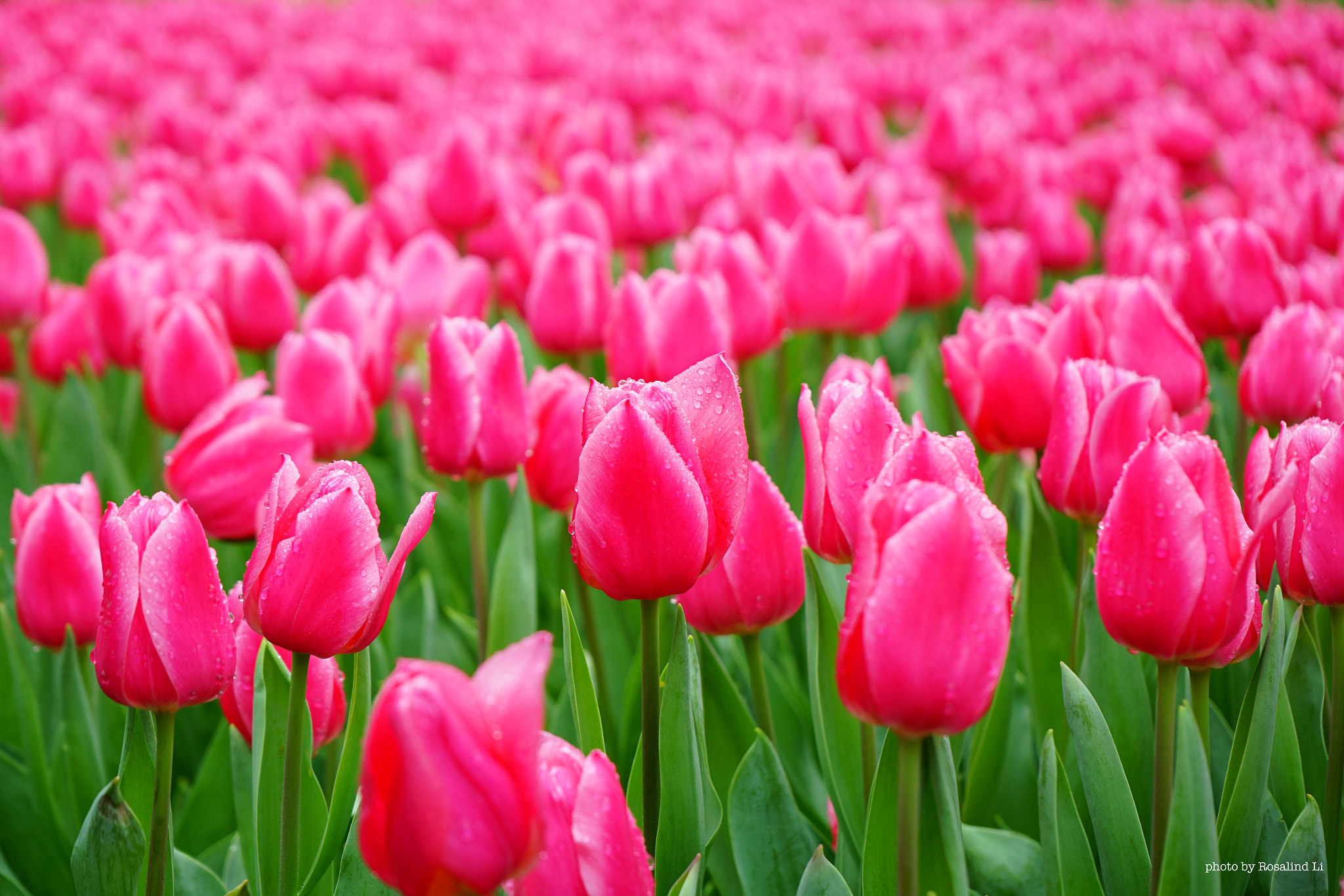 Sony FE 28-70mm F3.5-5.6 OSS sample photo. Tulpenmanie photography
