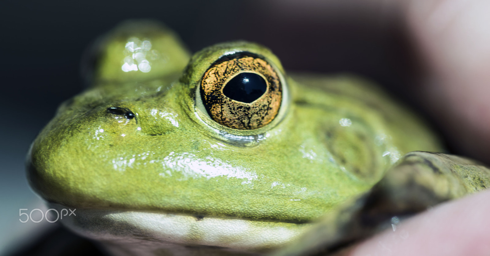 Nikon D810 + Tokina AT-X Pro 100mm F2.8 Macro sample photo. Green texas bullfrog photography