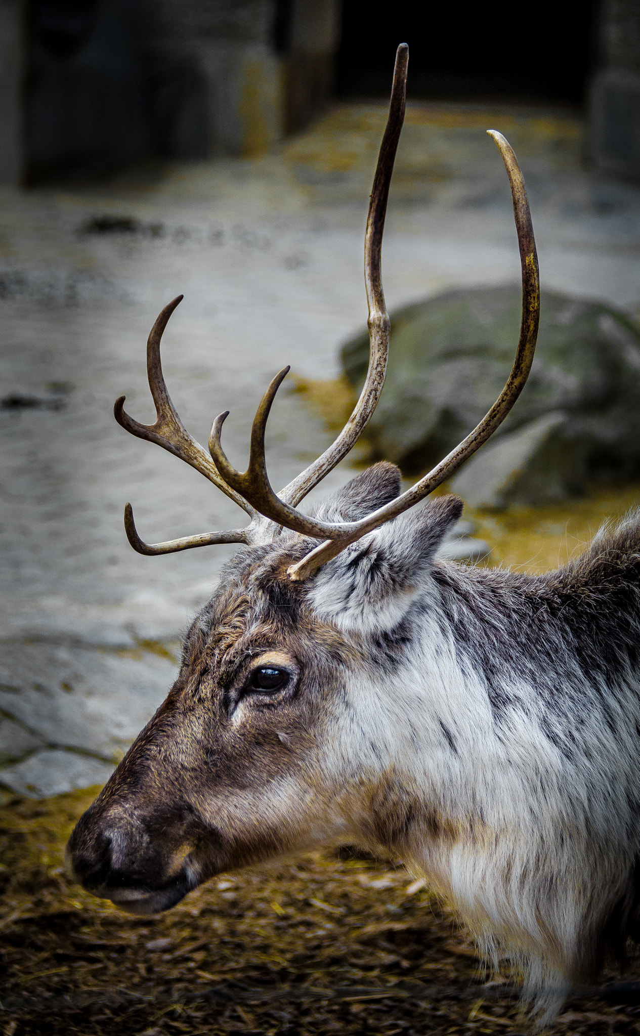 Nikon D5100 sample photo. Reindeer photography