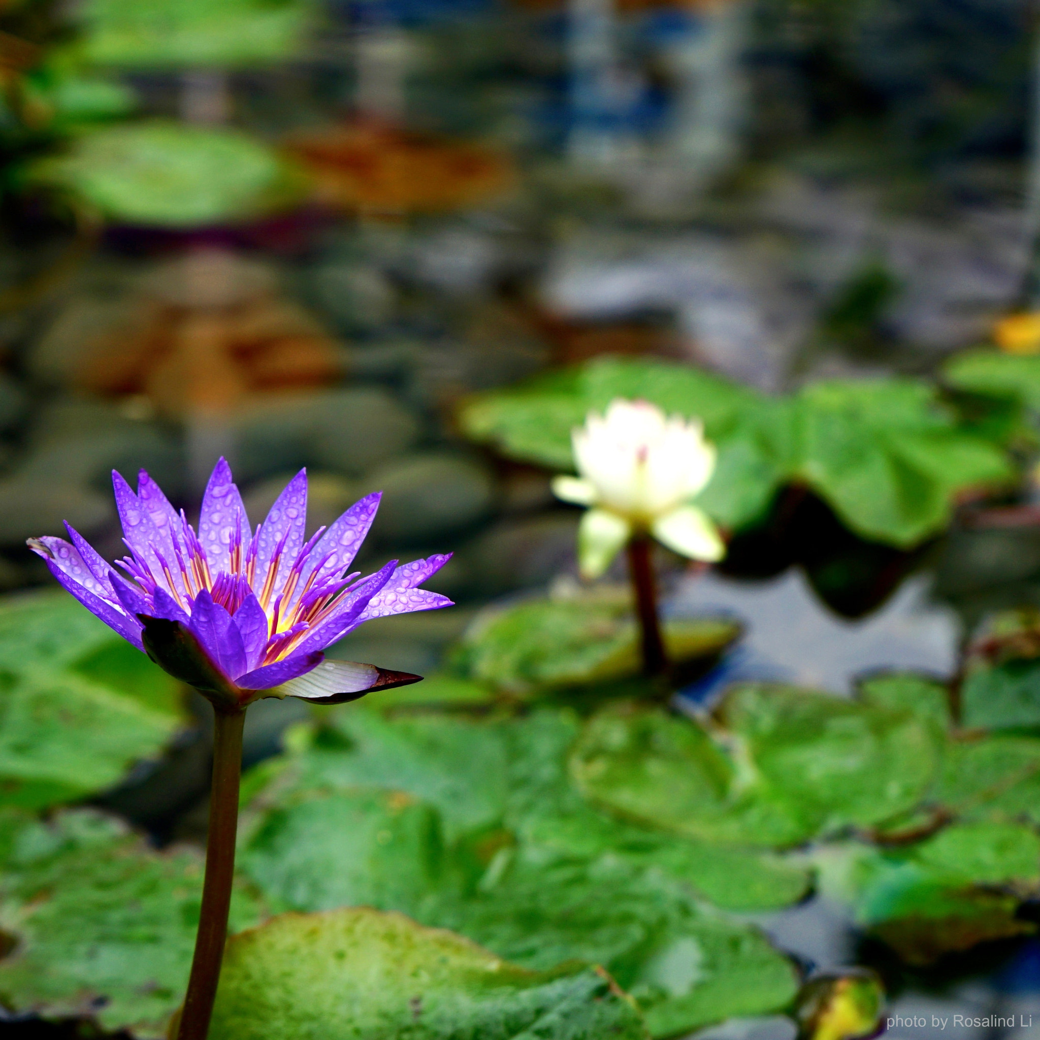 Sony FE 28-70mm F3.5-5.6 OSS sample photo. Lotus photography