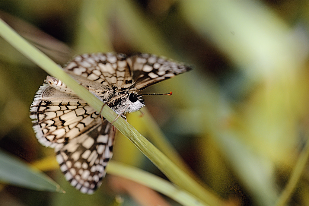 Sigma 150mm F2.8 EX DG Macro HSM sample photo. Pequena borboleta -little butterfly photography