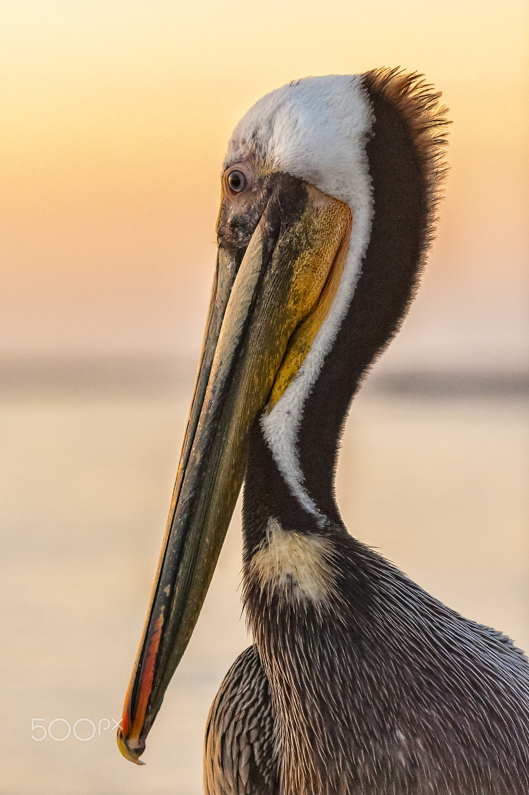 Nikon D700 sample photo. Pelican on the pier at sunset in oceanside - march 16, 2017 photography