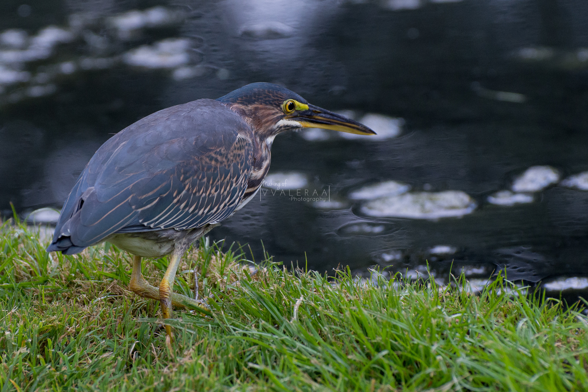 Nikon D7200 sample photo