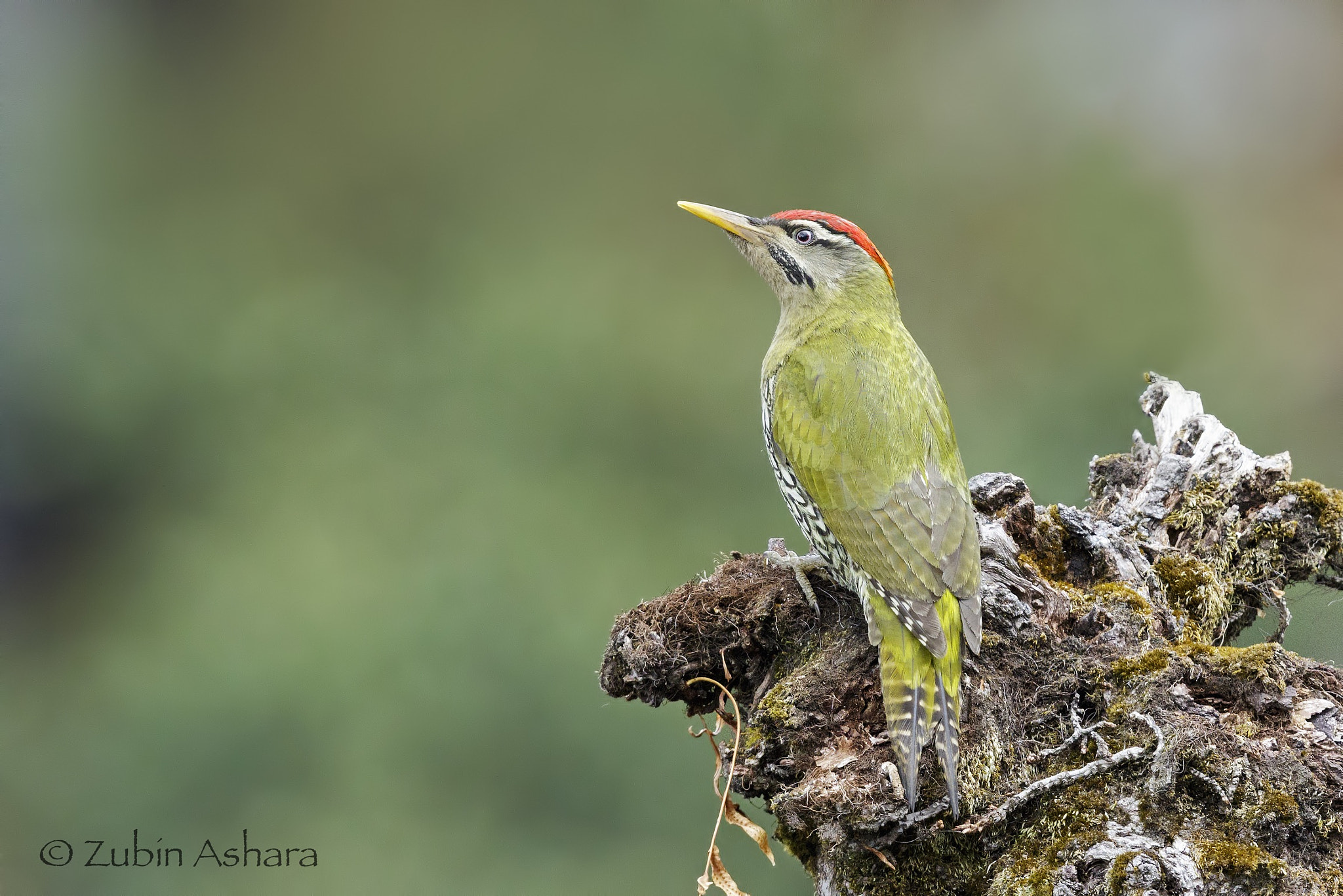 Canon EF 600mm F4L IS II USM sample photo. Scaly-bellied woodpecker photography