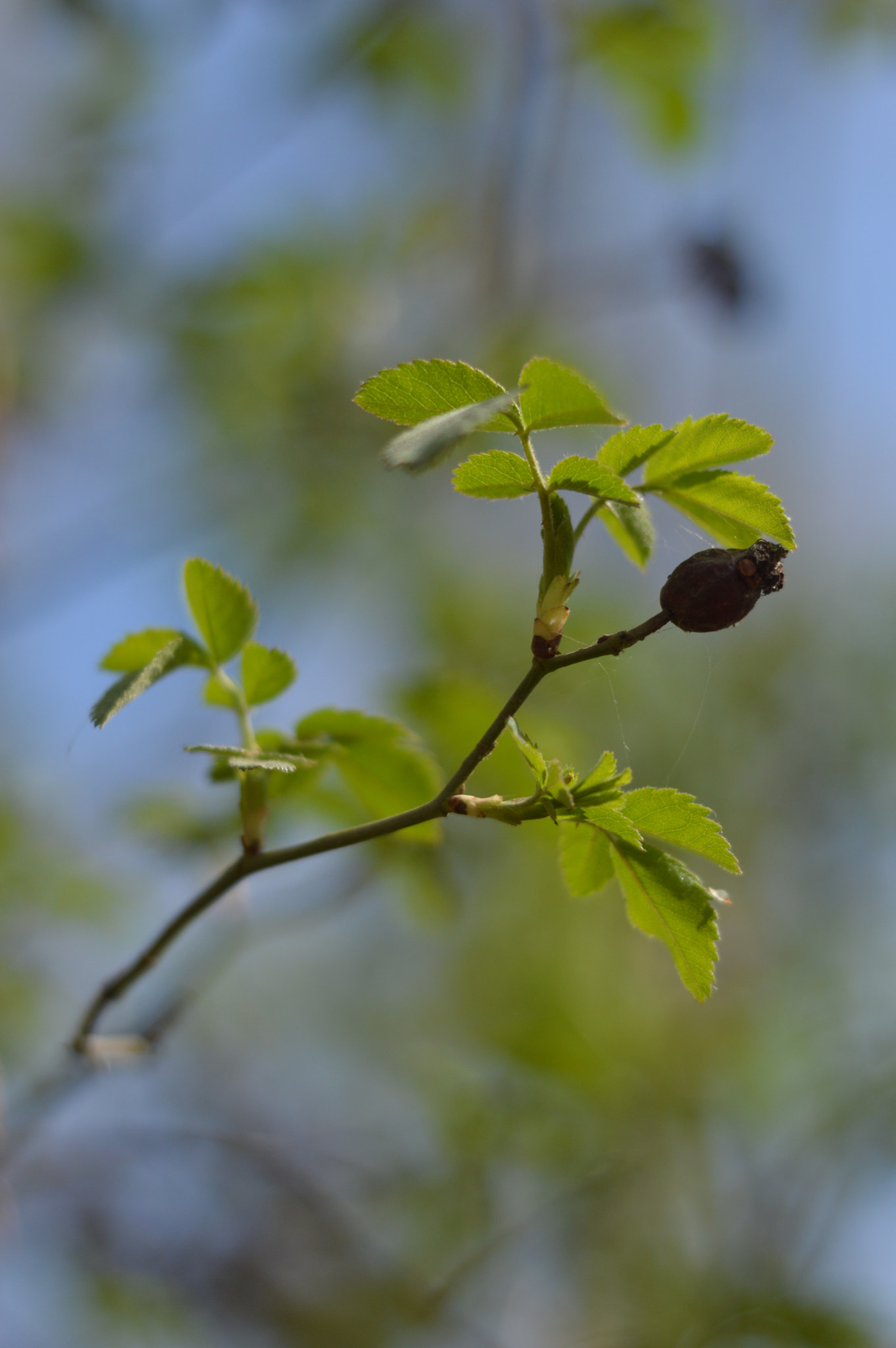 Nikon D3200 + Nikon AF Nikkor 50mm F1.8D sample photo. Life  photography