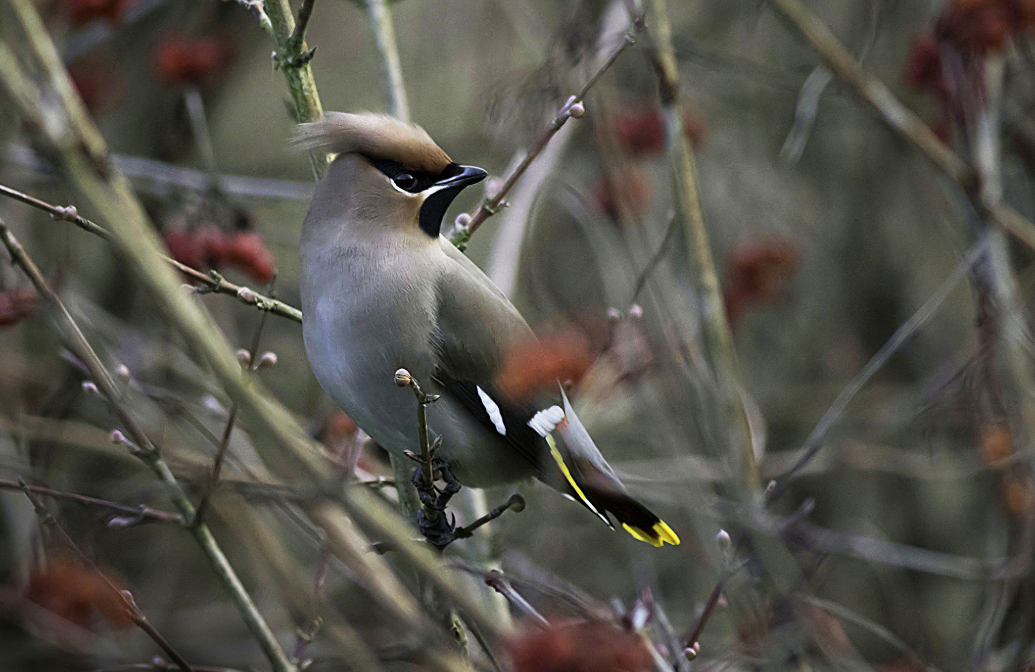 Canon EOS 7D Mark II + Canon EF 400mm F5.6L USM sample photo. Bohemian waxwing photography