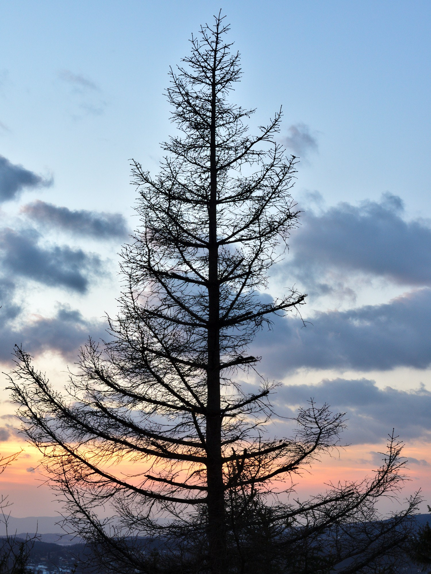 Nikon Coolpix P7800 sample photo. Tree before sunset photography