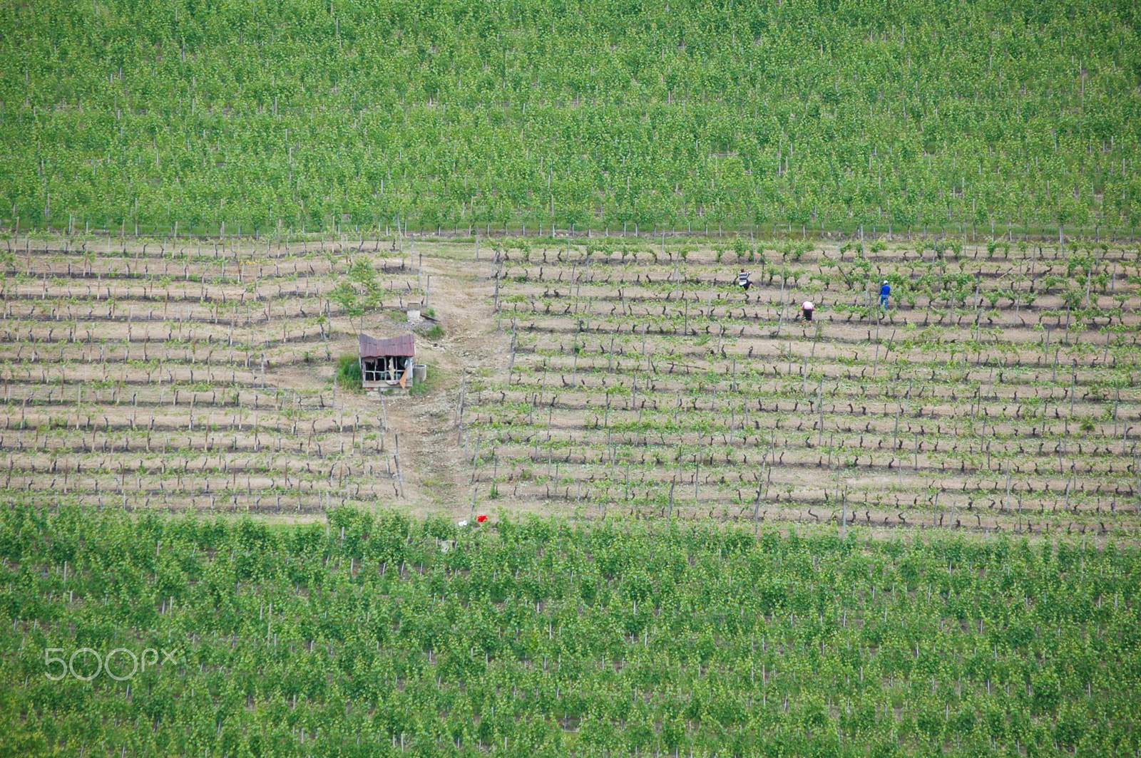 Nikon D70 sample photo. Wineyards and strips photography