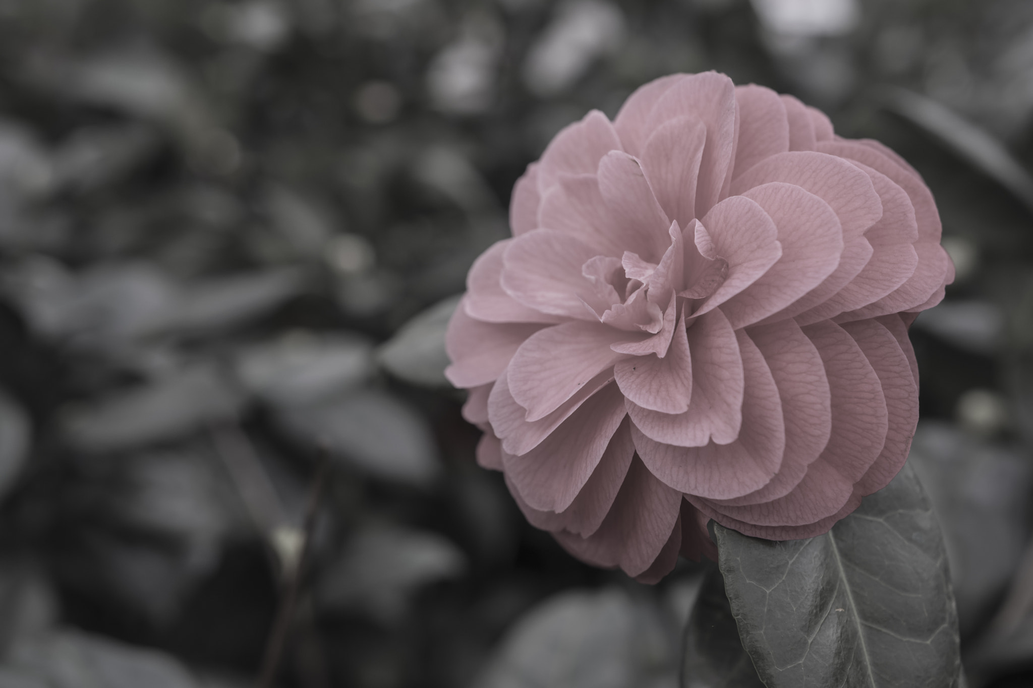 Sigma 18-35mm F1.8 DC HSM Art sample photo. What is the name? photography