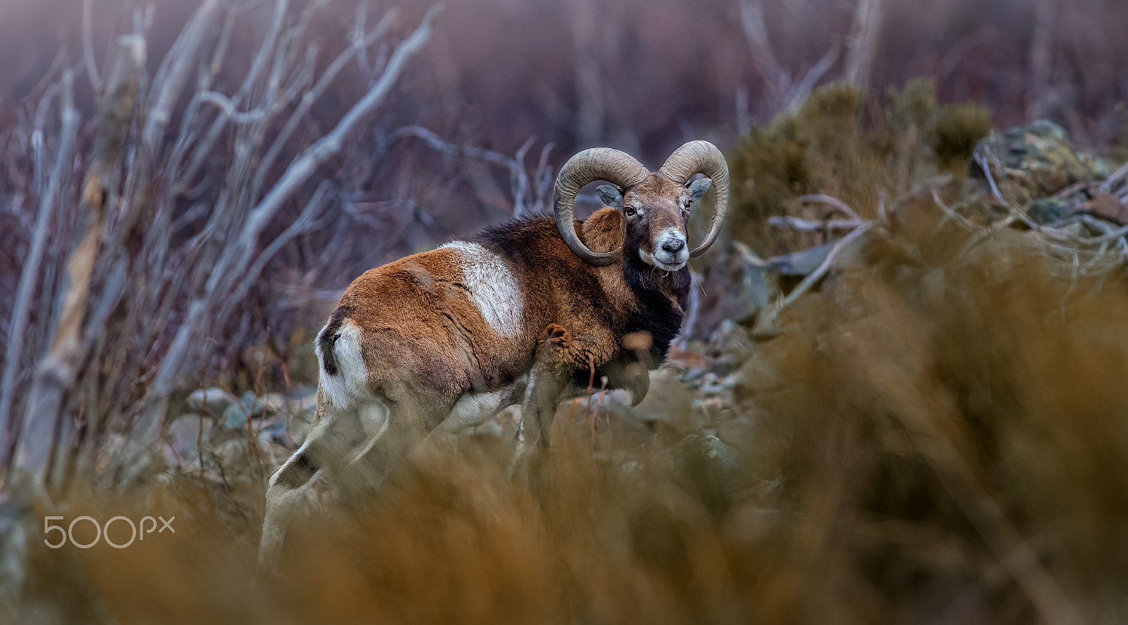 Canon EOS-1D X + Canon EF 400mm F5.6L USM sample photo. Mouflon mâle . photography