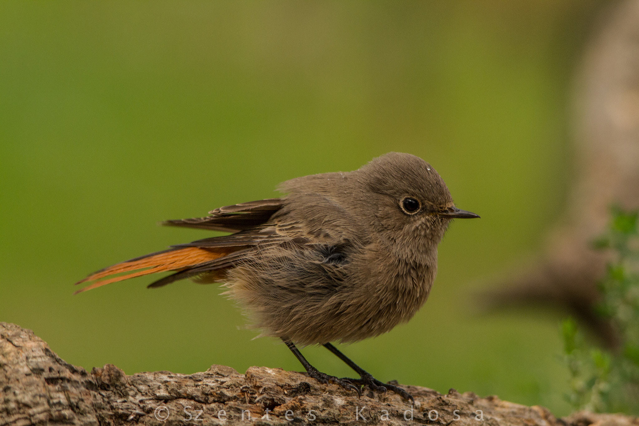 Sigma 150-500mm F5-6.3 DG OS HSM sample photo. Black redstart (phoenicurus ochruros) photography