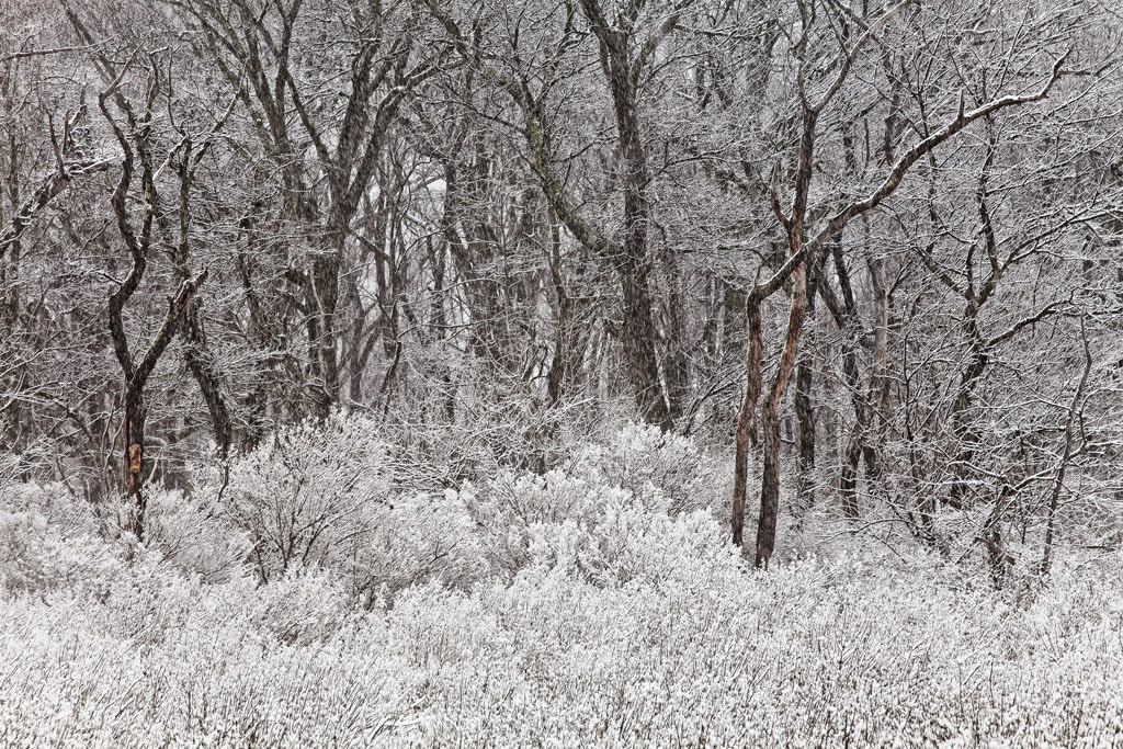 Canon EF 28-135mm F3.5-5.6 IS USM sample photo. Frosted in white, greenwich, ct, 2017 photography