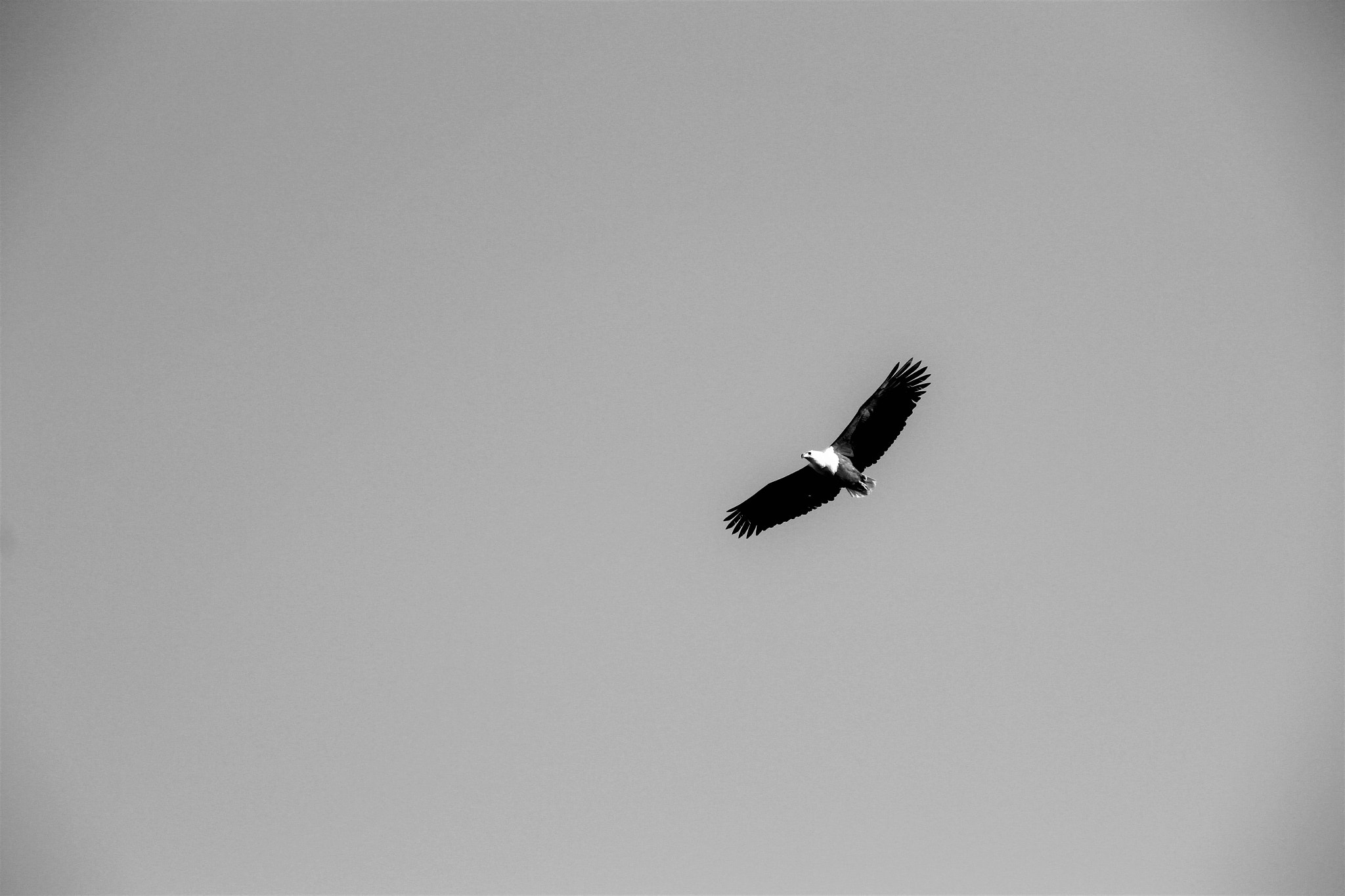 Sigma 18-250mm F3.5-6.3 DC OS HSM sample photo. Soaring fish eagle photography