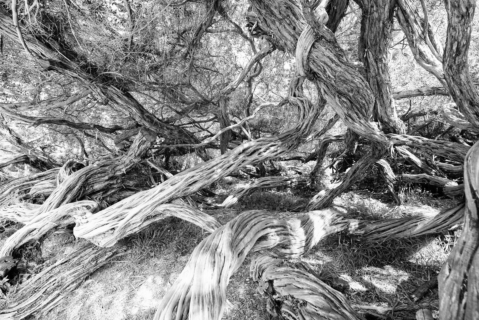 Nikon AF-S Nikkor 14-24mm F2.8G ED sample photo. Liquid trees photography
