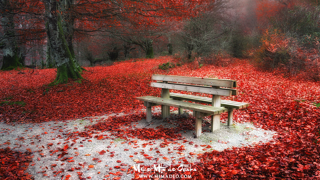 Sony Alpha NEX-5N sample photo. Autumnal rest photography