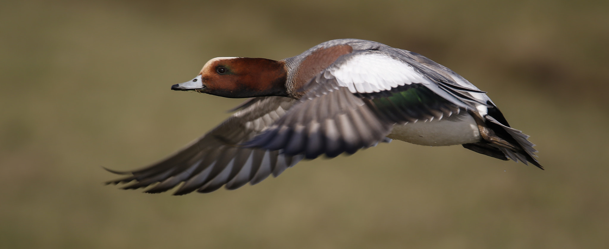 150-600mm F5-6.3 DG OS HSM | Sports 014 sample photo. Eurasian wigeon photography