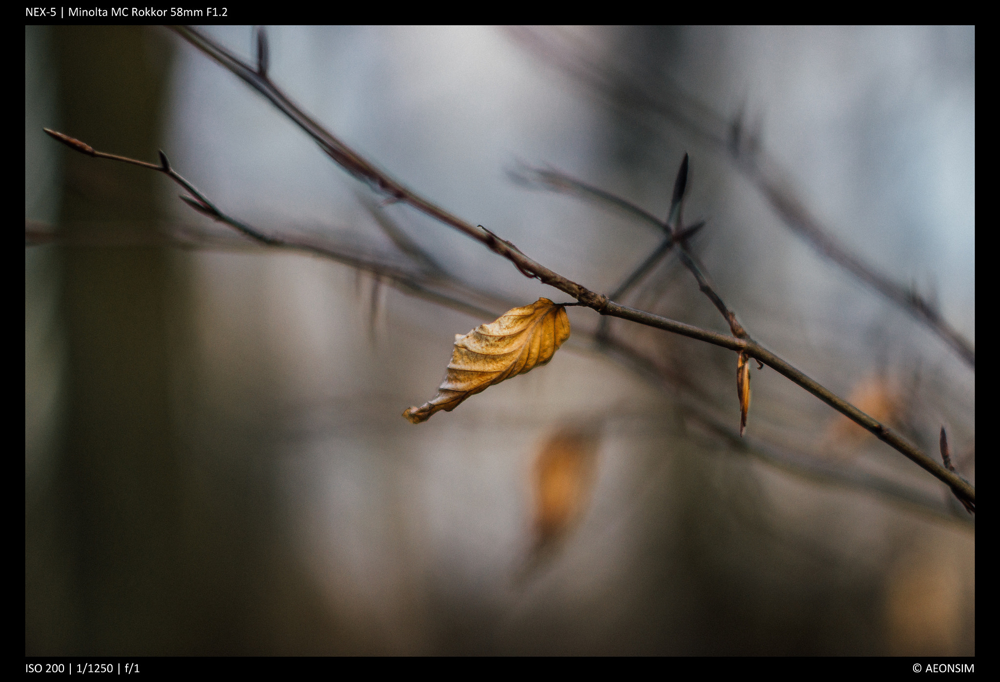 Sony Alpha NEX-5 sample photo. Bokeh photography