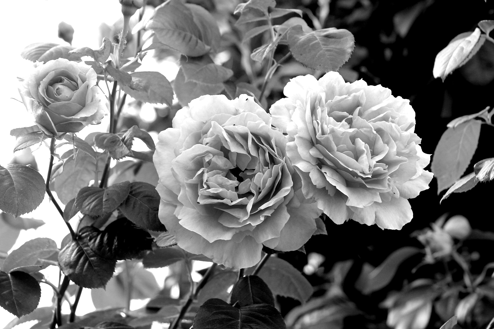 Canon EOS 550D (EOS Rebel T2i / EOS Kiss X4) + EF75-300mm f/4-5.6 sample photo. Roses - a black and white view photography