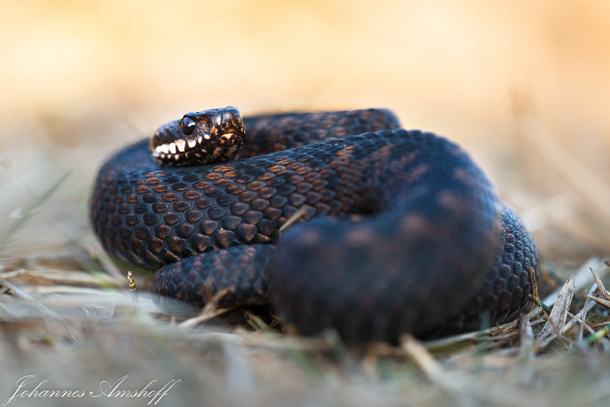 Sigma 150mm F2.8 EX DG Macro HSM sample photo. ~vipera berus~ photography