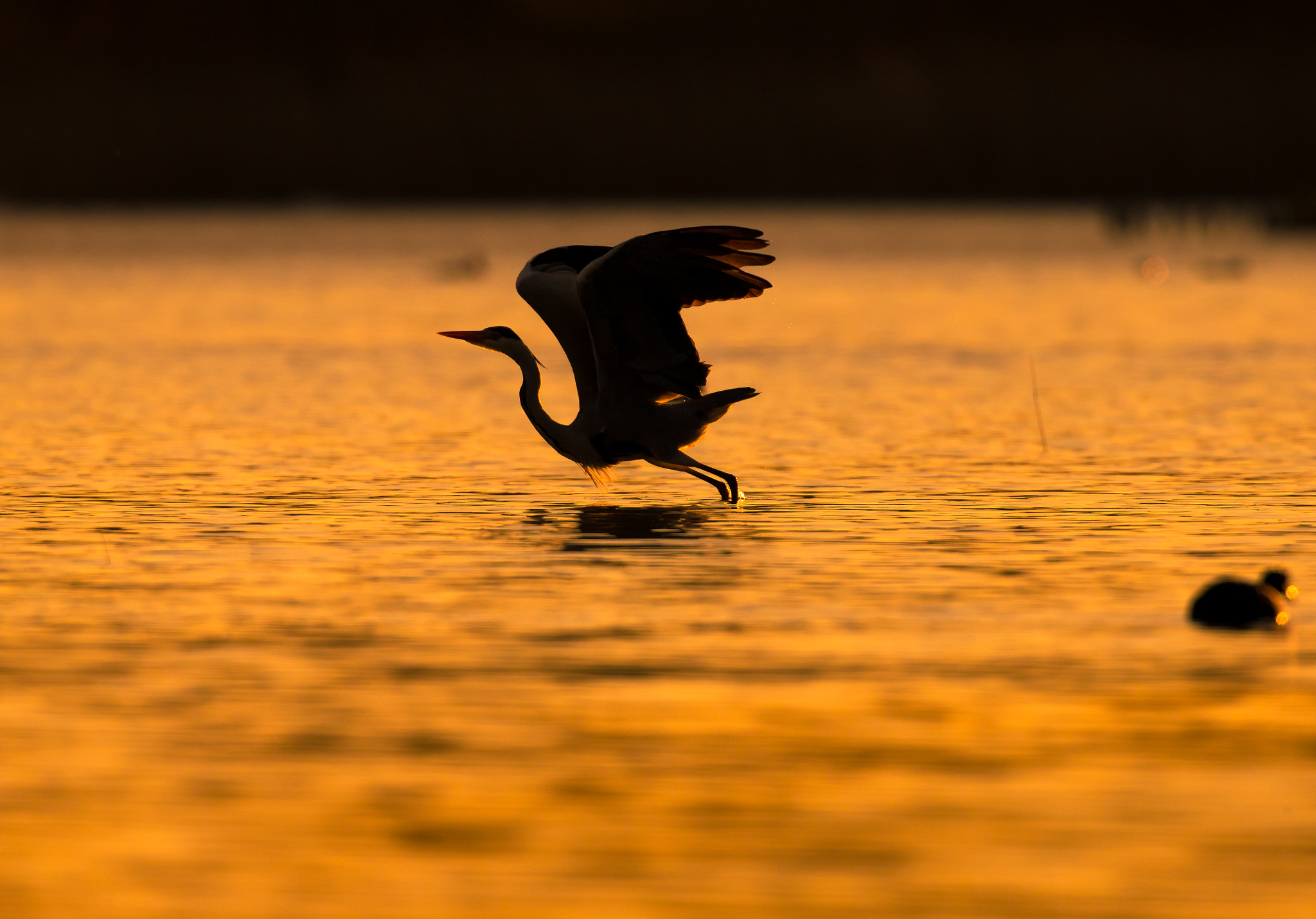 Canon EF 500mm F4L IS USM sample photo. L'oro di alviano photography