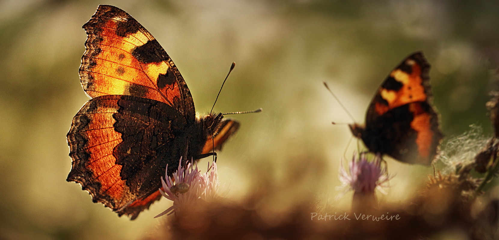 Canon EF 100mm F2.8L Macro IS USM sample photo. Butterfly 2 photography