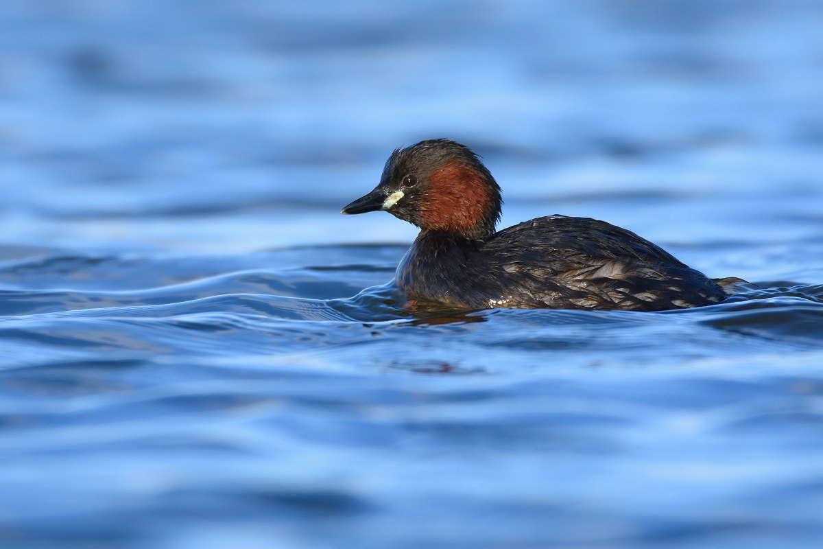 Nikon D7200 sample photo. Tachybaptus ruficollis photography