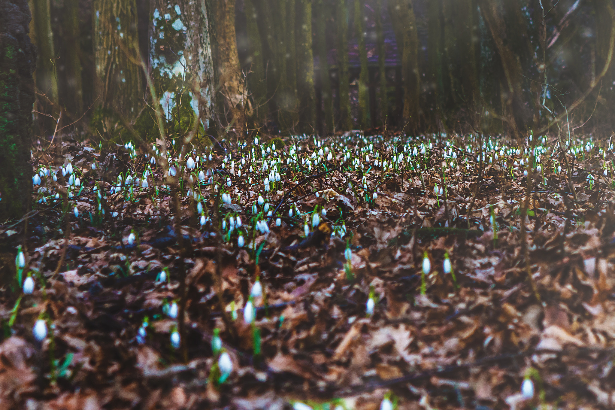 Nikon D7200 sample photo. Spring's weaving a carpet photography