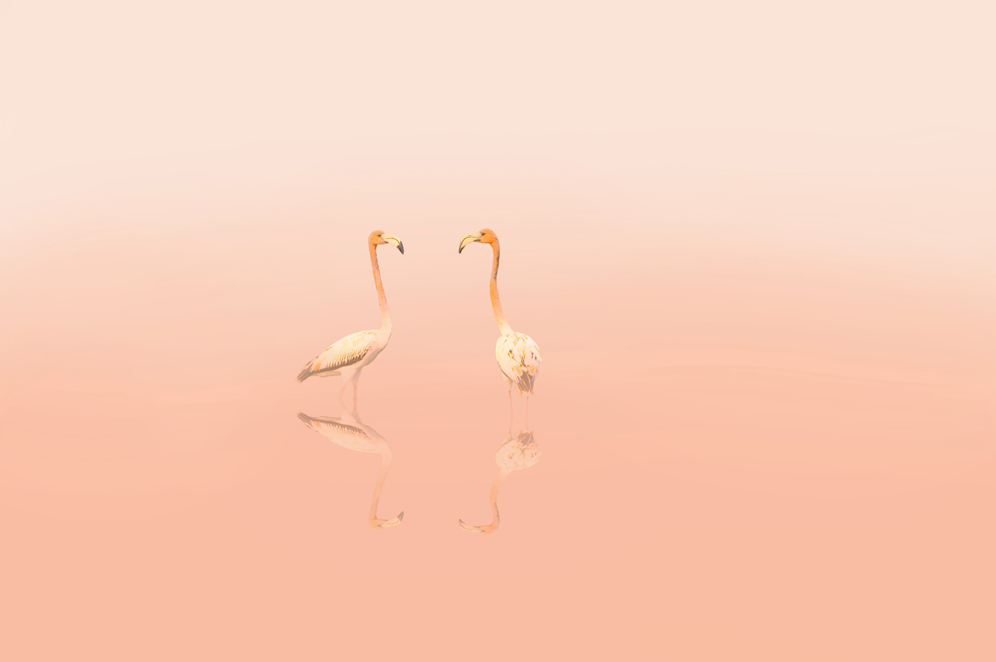 Pentax K-3 sample photo. Flamingi photography