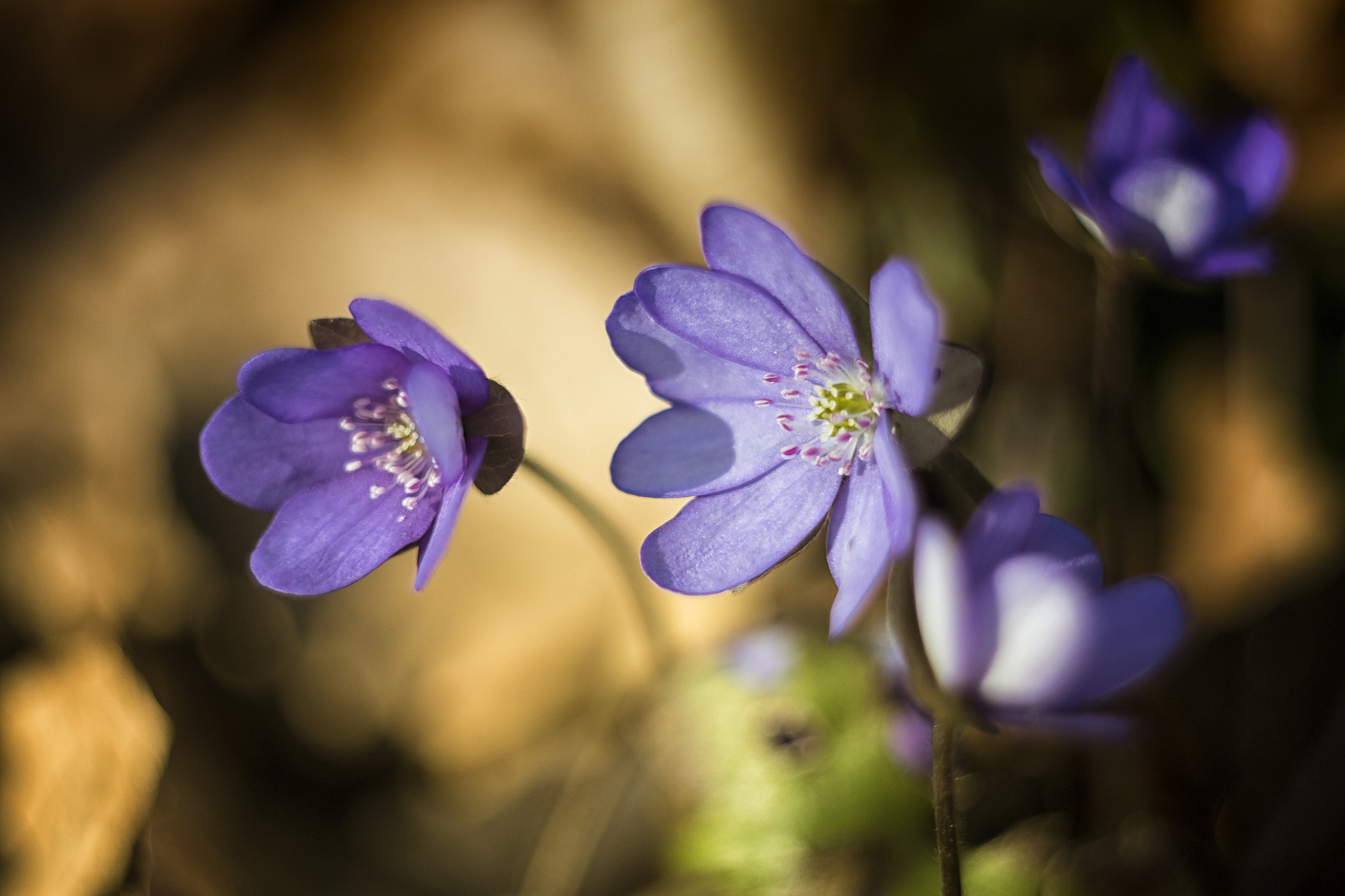 Canon EF 28-80mm f/3.5-5.6 sample photo. Hepatica photography
