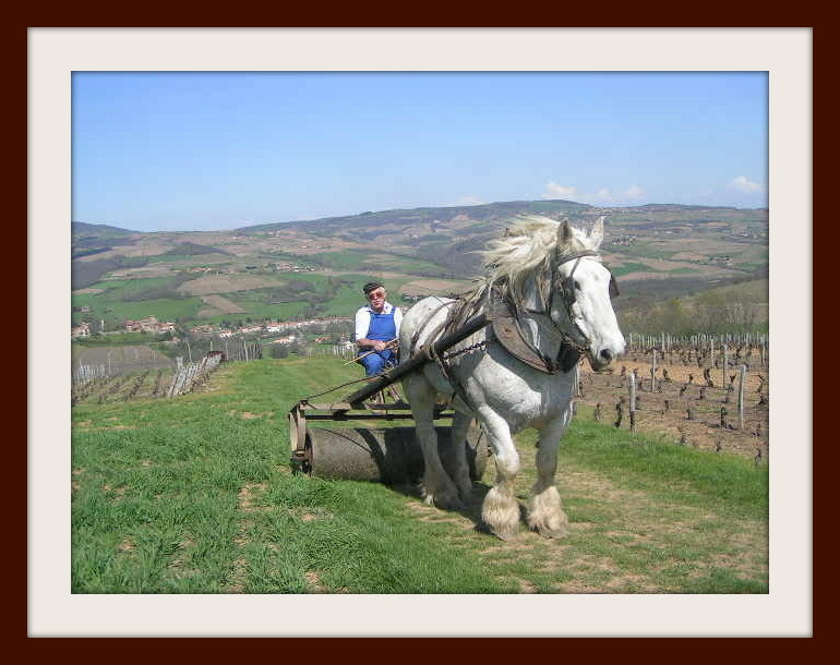 KONICA MINOLTA DiMAGE Z1 sample photo. Beaujolais photography