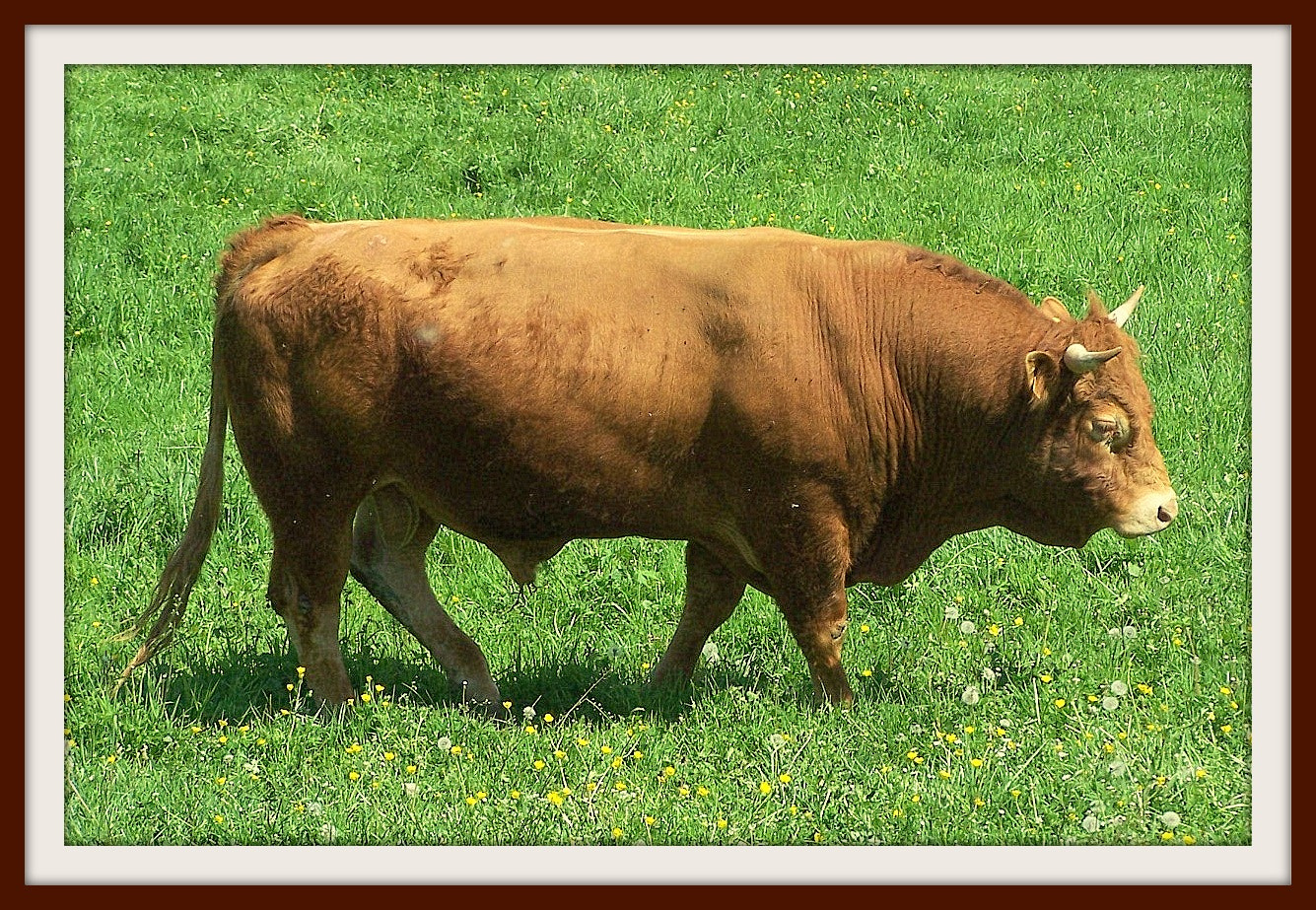 Kodak Z740 ZOOM DIGITAL CAMERA sample photo. Beaujolais photography