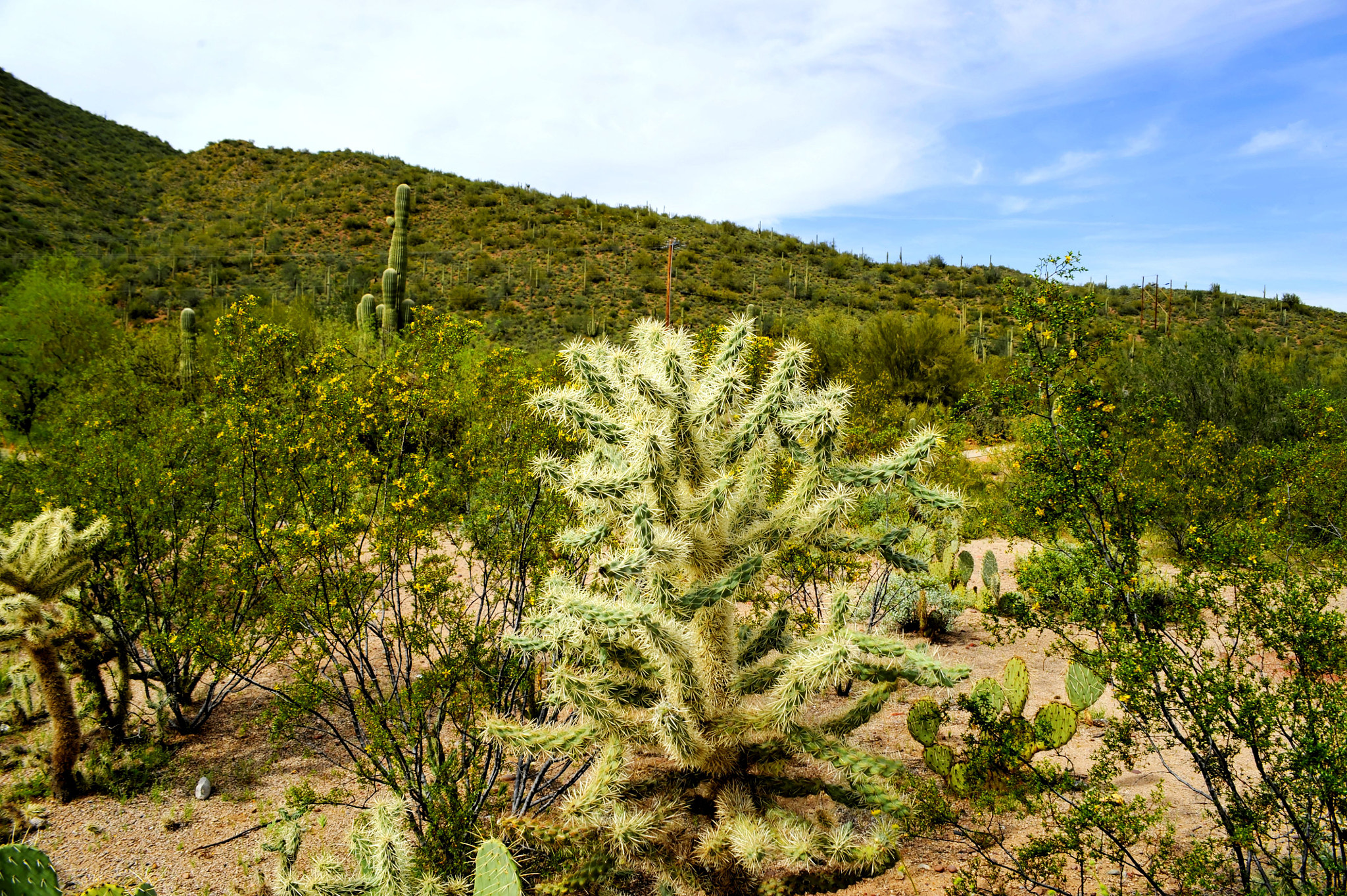 AF Zoom-Nikkor 28-85mm f/3.5-4.5 sample photo. Cholla cactus photography
