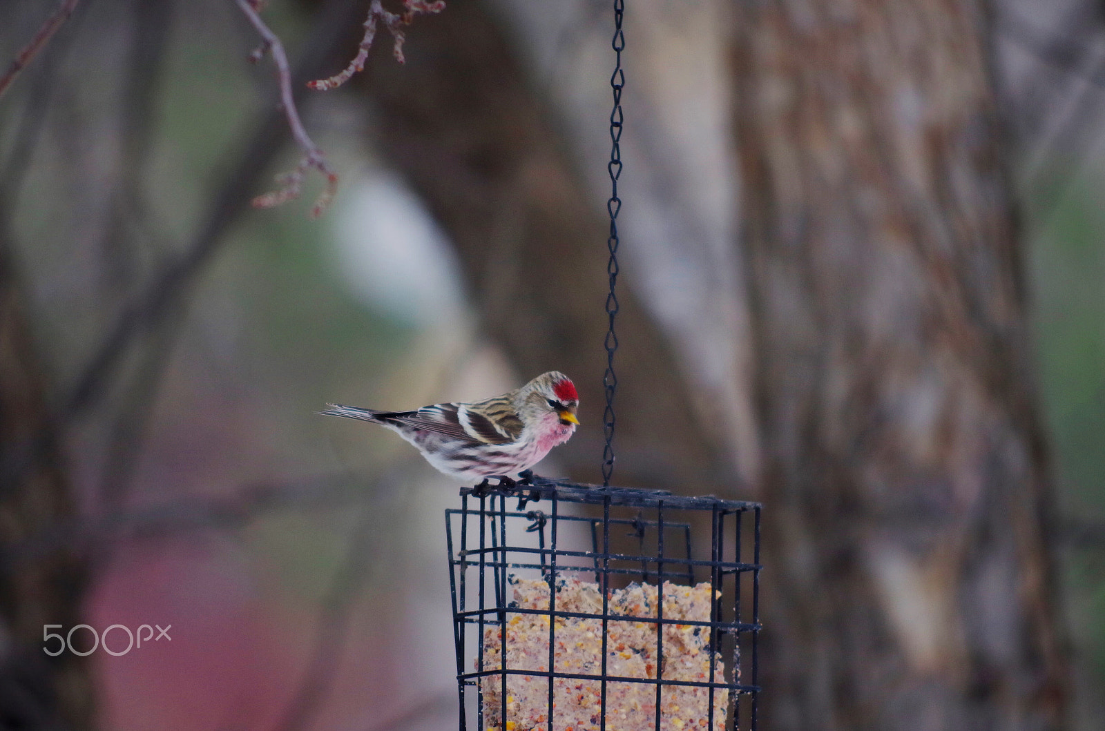 Pentax K-50 + smc PENTAX-DA L 55-300mm F4-5.8 ED sample photo. Siskin photography