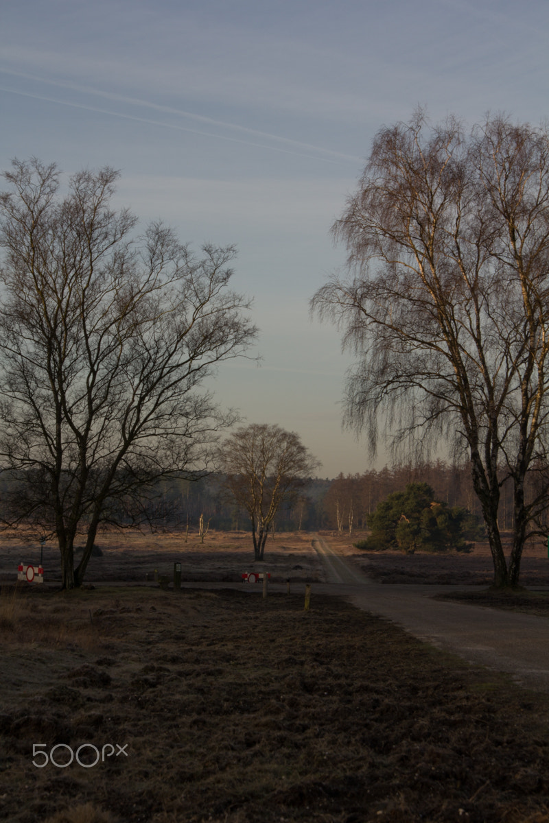 Canon EOS 60D sample photo. Nature's crossroad photography