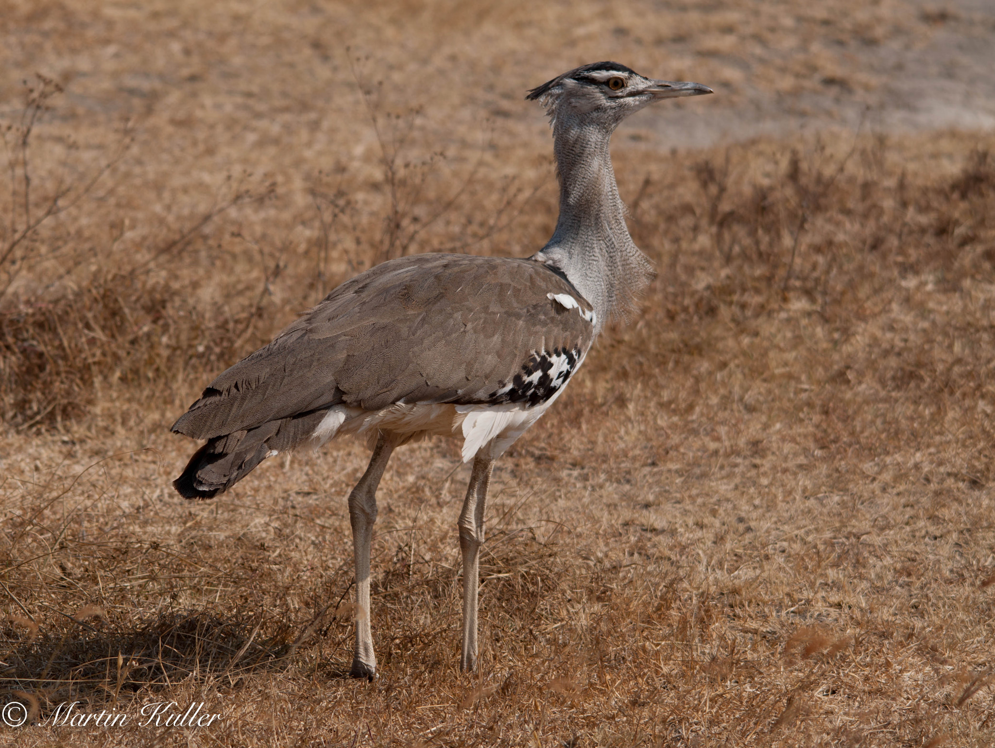 Sigma 150-500mm F5-6.3 DG OS HSM sample photo. Koritrap (ardeotis kori) photography