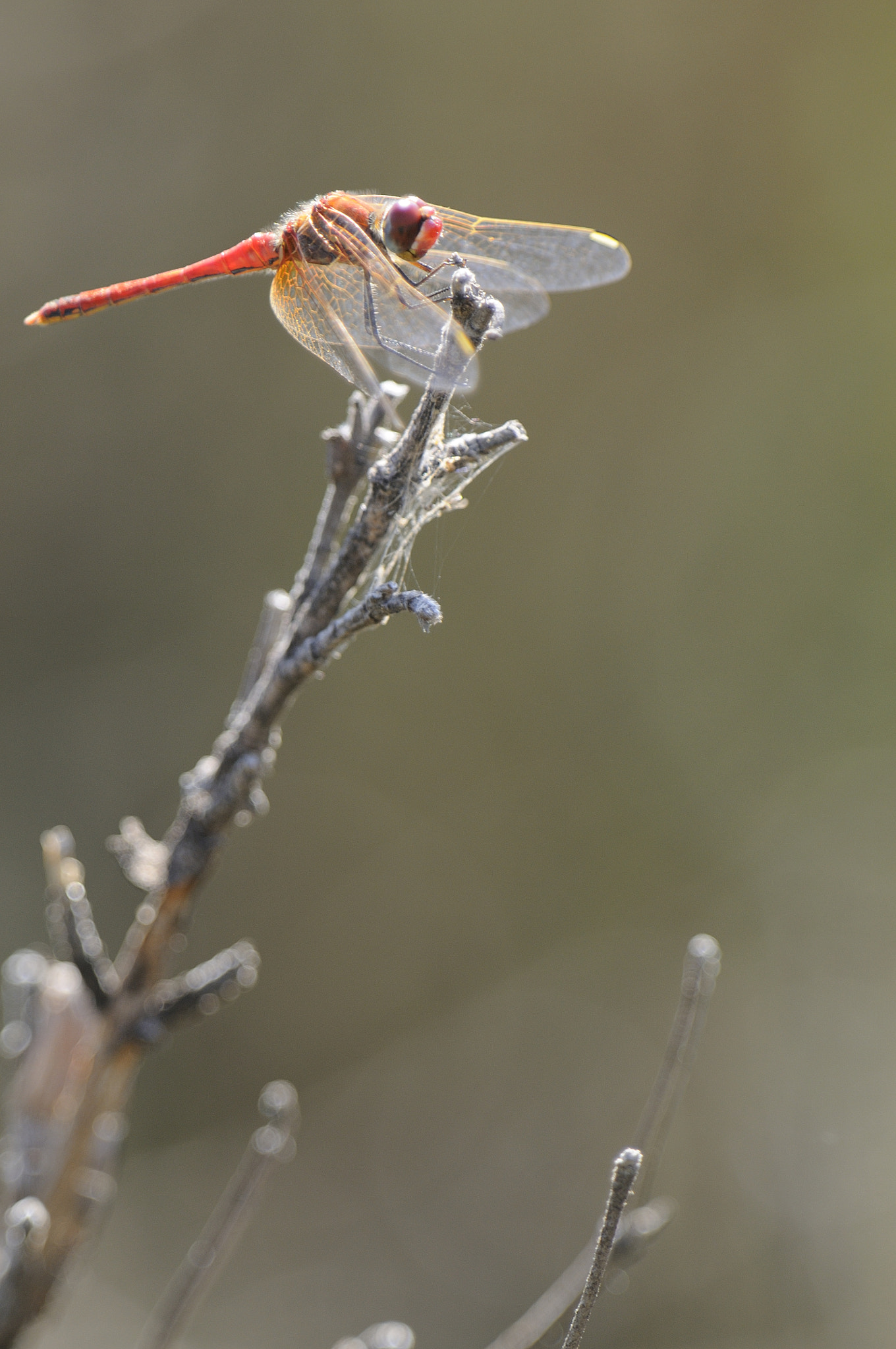 Nikon D300 sample photo. Red dragonfly photography