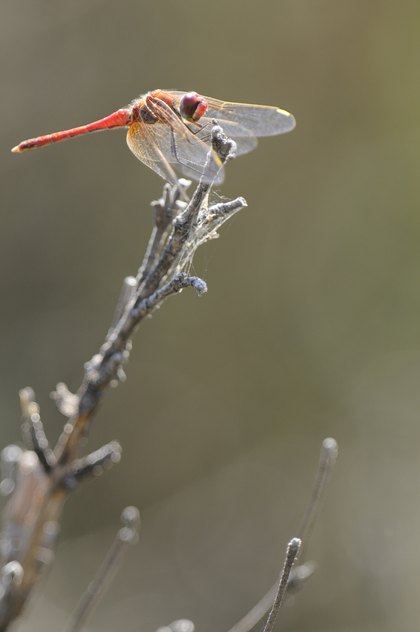 Nikon AF-S Nikkor 400mm F2.8G ED VR II sample photo. Red dragonfly photography