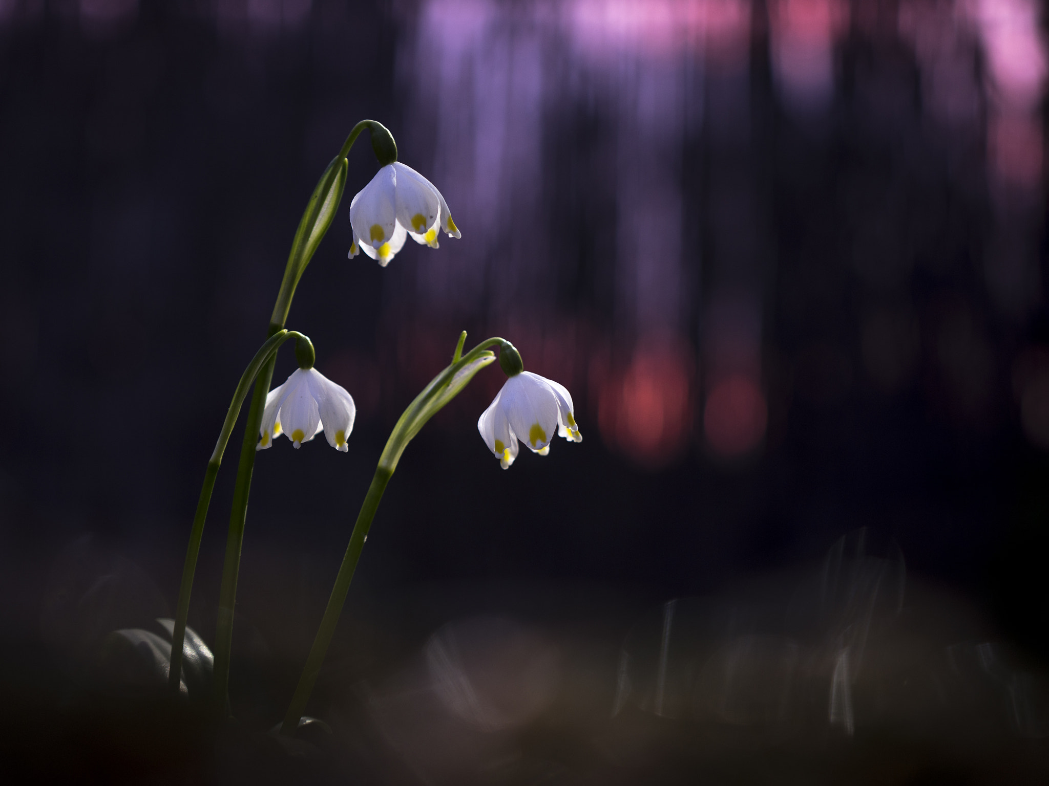 Sigma 18-35mm F1.8 DC HSM Art sample photo. Spring mood photography