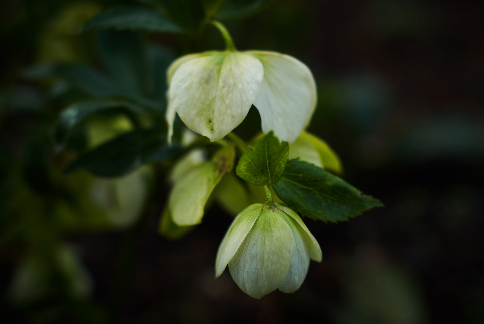 Sony Alpha DSLR-A330 sample photo. Even green can bloom photography