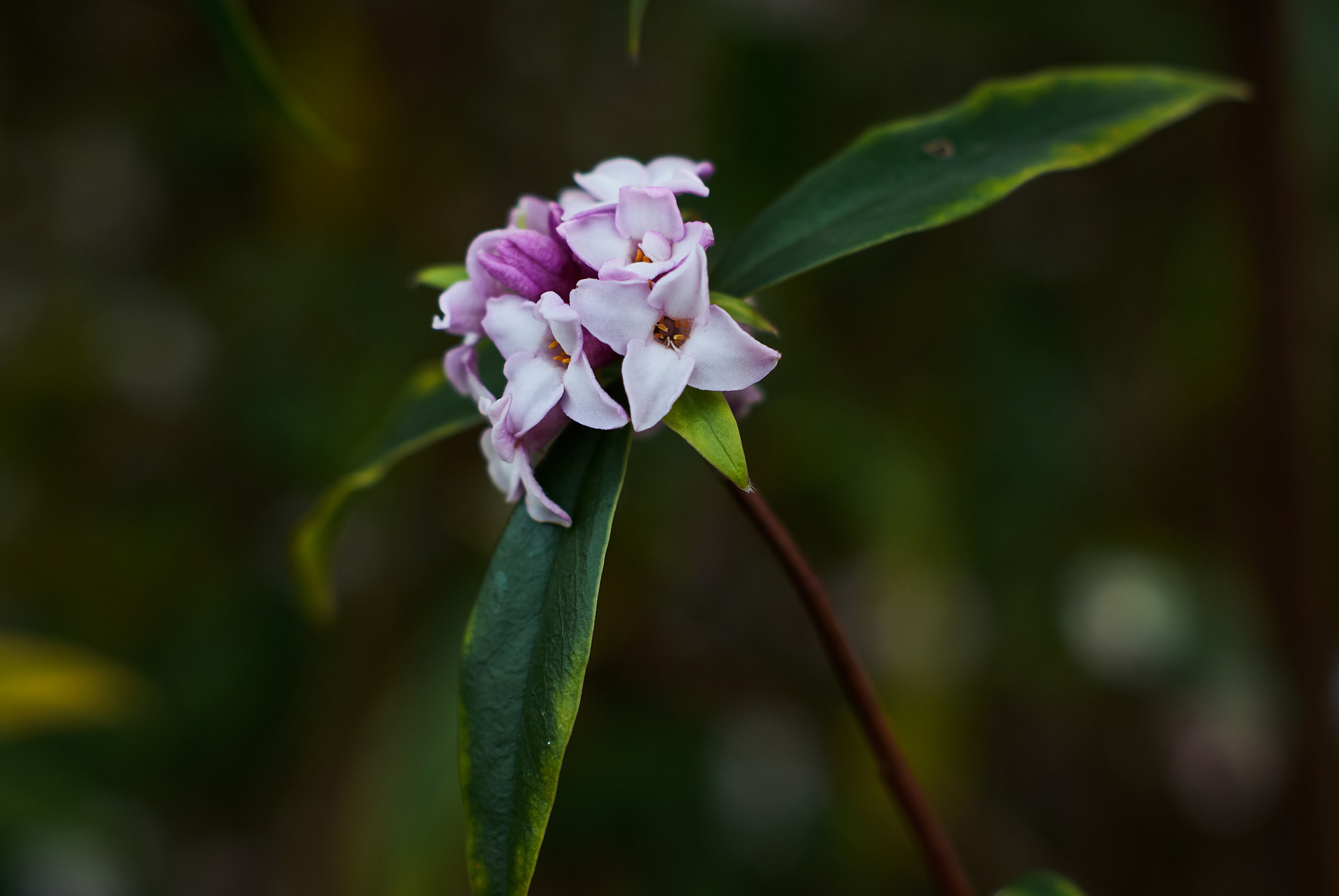 Sony Alpha DSLR-A330 sample photo. Reach out and blossom photography