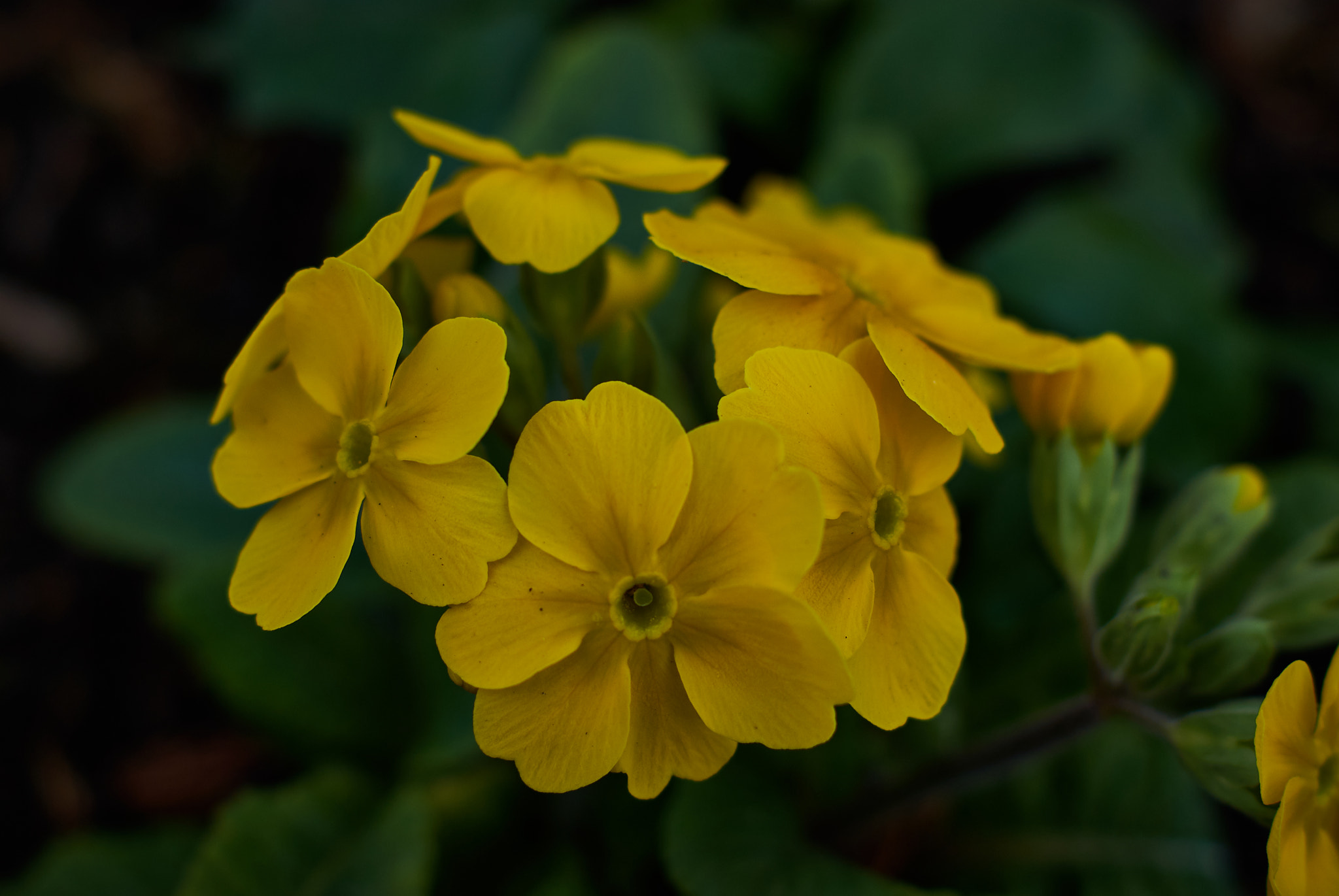 Sony Alpha DSLR-A330 + Sony DT 50mm F1.8 SAM sample photo. Yellow draws the eye photography