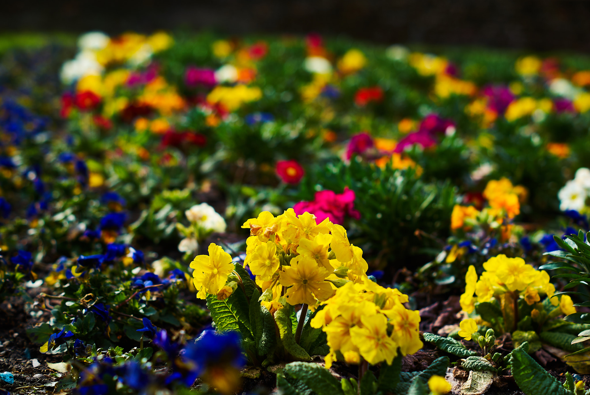 Sony Alpha DSLR-A330 + Sony DT 50mm F1.8 SAM sample photo. Natures rainbow photography