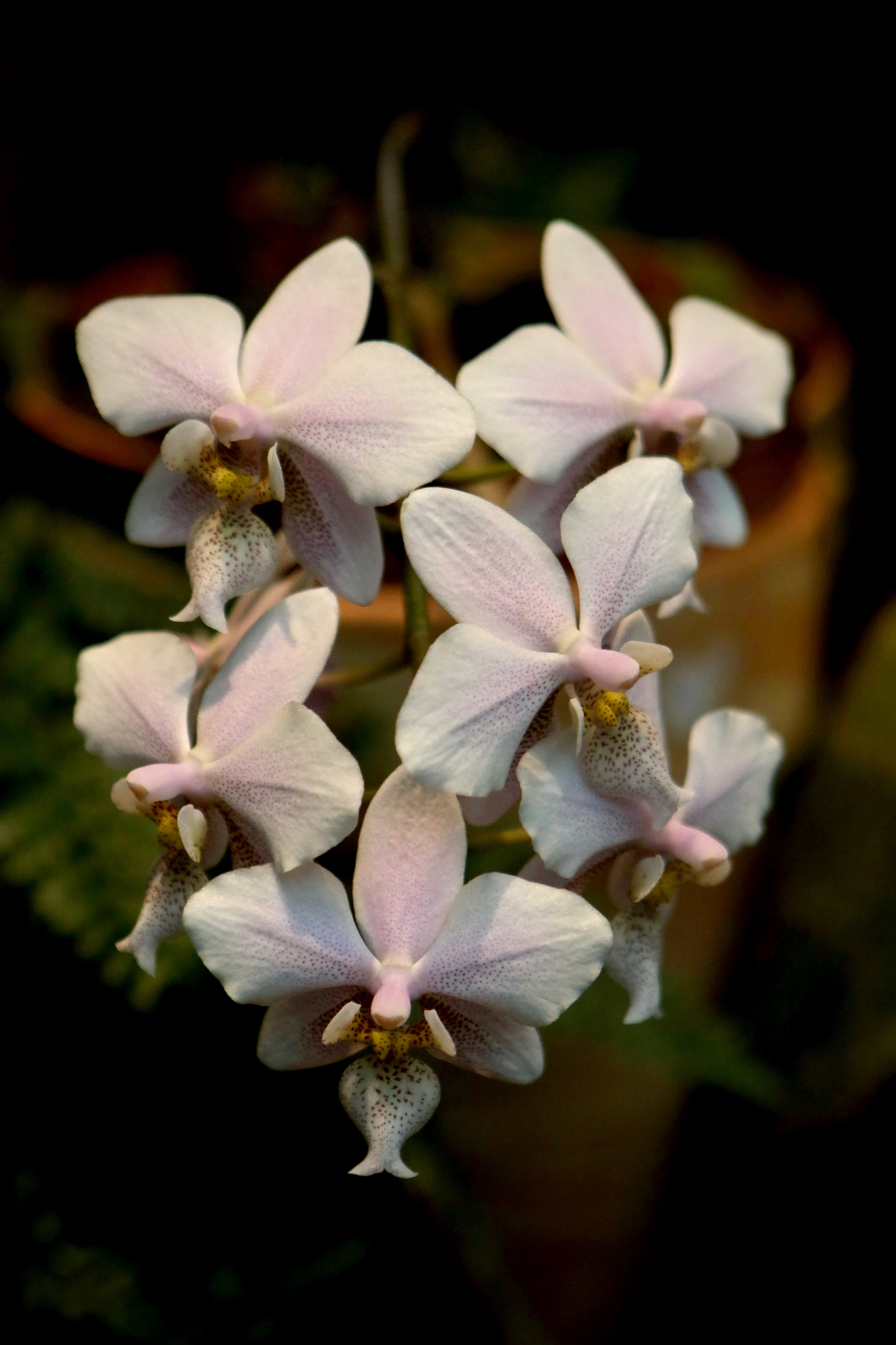 Canon EF 24-70mm F2.8L USM sample photo. Bunch of orchids photography