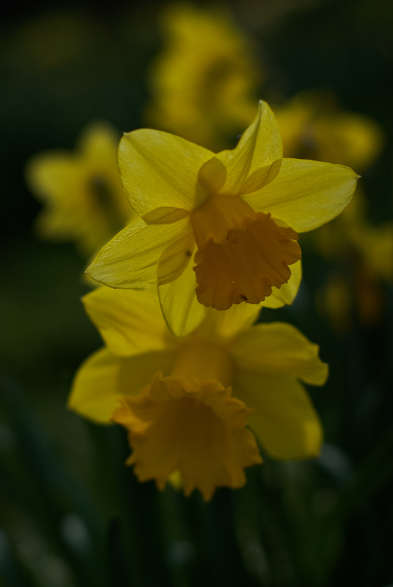 Sony Alpha DSLR-A330 sample photo. Reflective spring photography