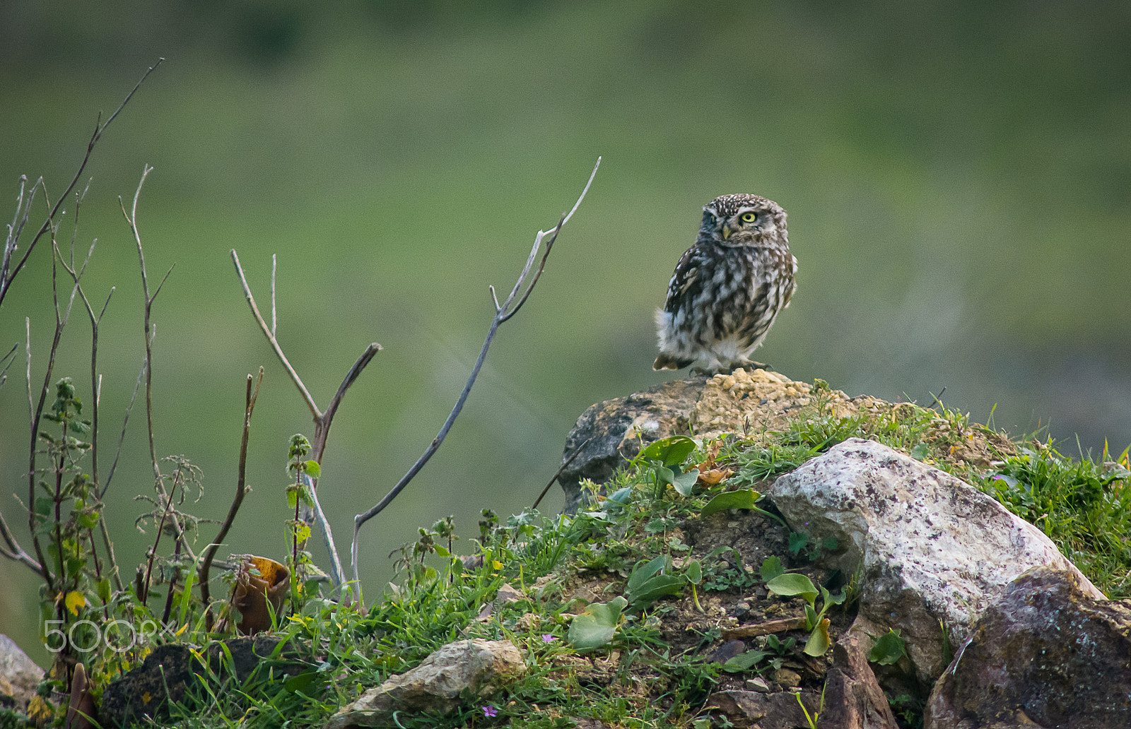 AF Nikkor 300mm f/4 IF-ED sample photo. Little owl photography